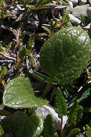 Doronicum glaciale \ Gletscher-Gmswurz / Glacier Leopard's-Bane, A Trenchtling 3.7.2010