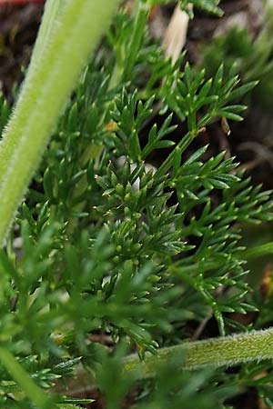 Athamanta cretensis \ Gewhnliche Augenwurz, Alpen-Augenwurz / Candy Carrot, A Trenchtling 3.7.2019