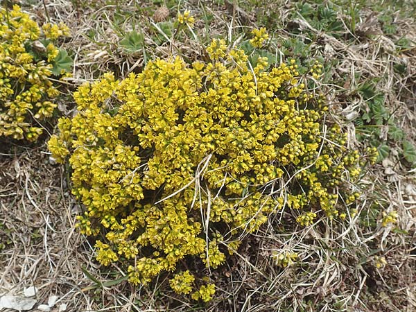 Draba aizoides \ Immergrnes Felsenblmchen, Felsen-Hungerblmchen / Yellow Whitlowgrass, A Kärnten/Carinthia, Hochobir 19.5.2016