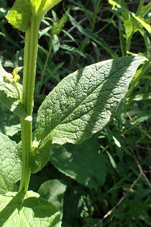 Doronicum austriacum \ sterreicher Gmswurz / Austrian Leopard's-Bane, A Pusterwald 1.7.2019