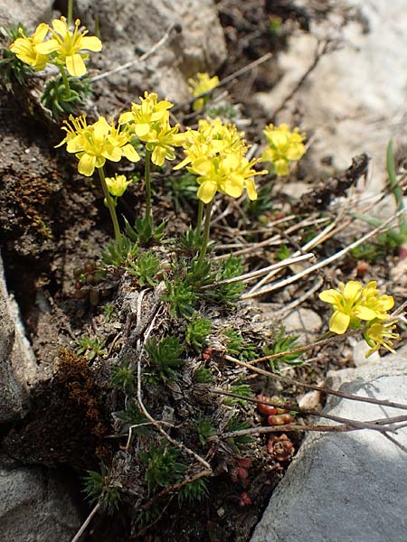 Draba aizoides \ Immergrnes Felsenblmchen, Felsen-Hungerblmchen / Yellow Whitlowgrass, A Trenchtling 3.7.2019