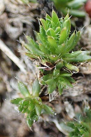 Draba aizoides \ Immergrnes Felsenblmchen, Felsen-Hungerblmchen / Yellow Whitlowgrass, A Trenchtling 3.7.2019