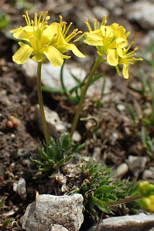 Draba aizoides \ Immergrnes Felsenblmchen, Felsen-Hungerblmchen / Yellow Whitlowgrass, A Trenchtling 3.7.2019