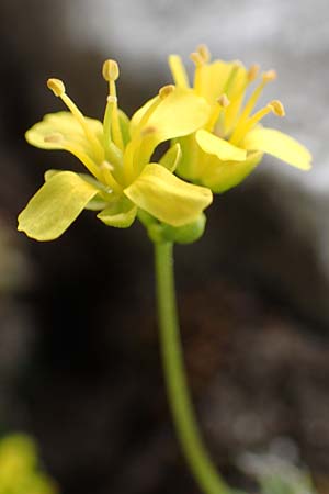 Draba aizoides \ Immergrnes Felsenblmchen, Felsen-Hungerblmchen / Yellow Whitlowgrass, A Trenchtling 3.7.2019