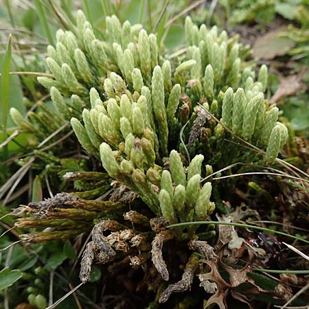 Diphasiastrum alpinum \ Alpen-Flach-Brlapp / Alpine Clubmoss, A Osttirol, Golzentipp 12.7.2019