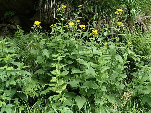 Doronicum austriacum \ sterreicher Gmswurz / Austrian Leopard's-Bane, A Seckauer Tauern, Brandstätter Törl 1.7.2021