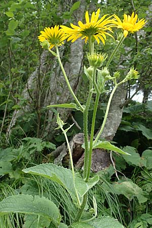 Doronicum austriacum \ sterreicher Gmswurz / Austrian Leopard's-Bane, A Niedere Tauern, Sölk-Pass 2.7.2021