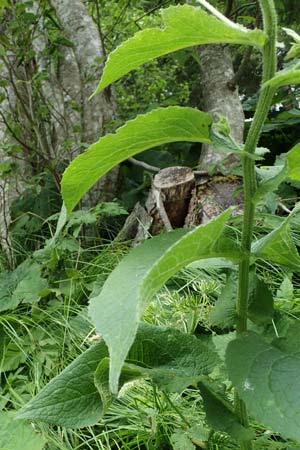 Doronicum austriacum \ sterreicher Gmswurz / Austrian Leopard's-Bane, A Niedere Tauern, Sölk-Pass 2.7.2021