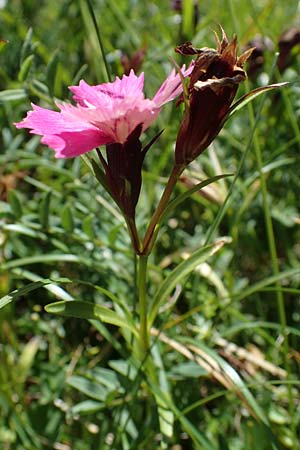 Dianthus alpinus \ Ostalpen-Nelke / Alpine Pink, A Eisenerzer Reichenstein 28.7.2021