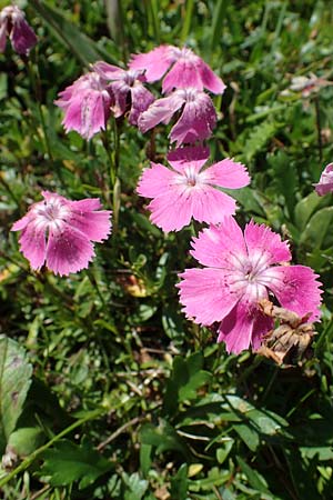 Dianthus alpinus \ Ostalpen-Nelke / Alpine Pink, A Eisenerzer Reichenstein 28.7.2021