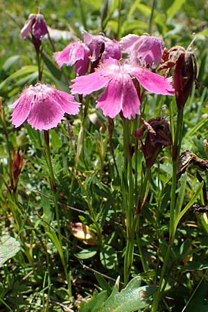 Dianthus alpinus \ Ostalpen-Nelke / Alpine Pink, A Eisenerzer Reichenstein 28.7.2021