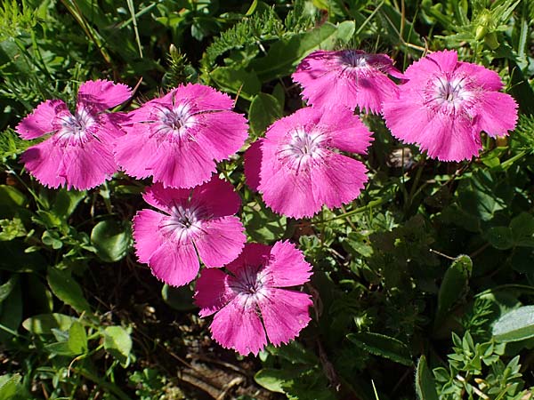 Dianthus alpinus \ Ostalpen-Nelke / Alpine Pink, A Eisenerzer Reichenstein 28.7.2021