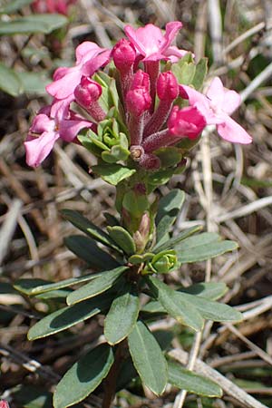 Daphne cneorum \ Rosmarin-Seidelbast, Flaumiger Seidelbast / Garland Flower, A Siegendorf 3.4.2023