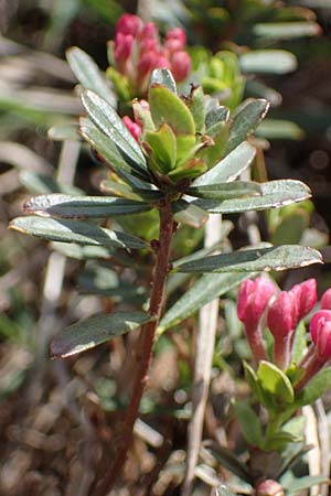 Daphne cneorum \ Rosmarin-Seidelbast, Flaumiger Seidelbast / Garland Flower, A Siegendorf 3.4.2023