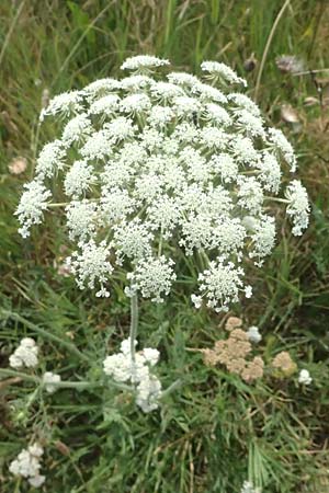 Daucus carota agg. \ Wilde M�hre / Wild Carrot, Queen Anne's Lace, A Seewinkel, Podersdorf 11.7.2023