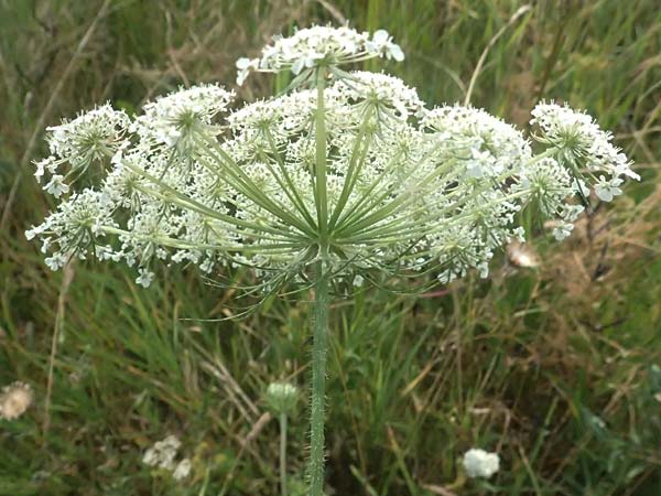 Daucus carota agg. \ Wilde M�hre / Wild Carrot, Queen Anne's Lace, A Seewinkel, Podersdorf 11.7.2023