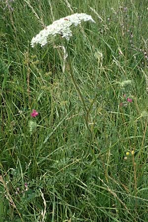 Daucus carota agg. \ Wilde M�hre / Wild Carrot, Queen Anne's Lace, A Seewinkel, Podersdorf 11.7.2023