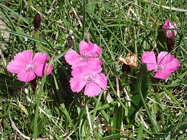 Dianthus alpinus \ Ostalpen-Nelke / Alpine Pink, A Admont 5.7.2024
