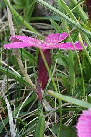Dianthus alpinus \ Ostalpen-Nelke / Alpine Pink, A Admont 5.7.2024