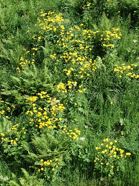 Doronicum austriacum \ sterreicher Gmswurz / Austrian Leopard's-Bane, A Präbichl 6.7.2024