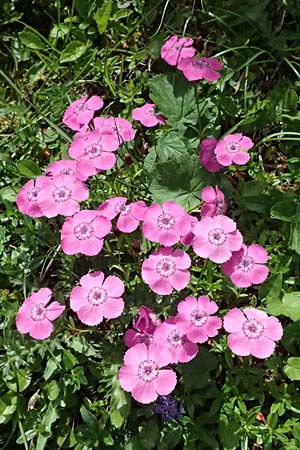 Dianthus alpinus \ Ostalpen-Nelke / Alpine Pink, A Trenchtling 6.7.2024