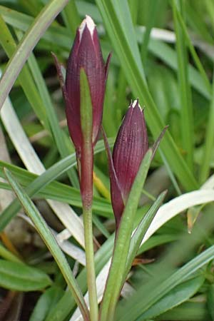 Dianthus alpinus \ Ostalpen-Nelke / Alpine Pink, A Trenchtling 6.7.2024