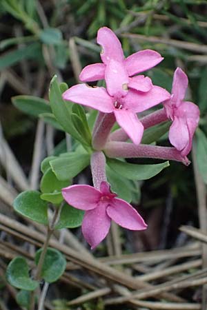 Daphne cneorum \ Rosmarin-Seidelbast, Flaumiger Seidelbast / Garland Flower, A Bad Vöslau 12.5.2025 Daphne cneorum \ Rosmarin-Seidelbast, Flaumiger Seidelbast / Garland Flower, A Bad Vöslau 12.5.2025