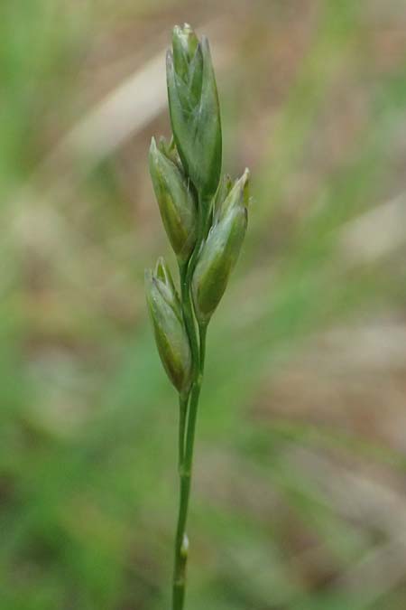 Danthonia decumbens \ T&auml;uschender Dreizahn / Common Heath Grass, A Sankt Leonhard im Glantal 17.6.2026
