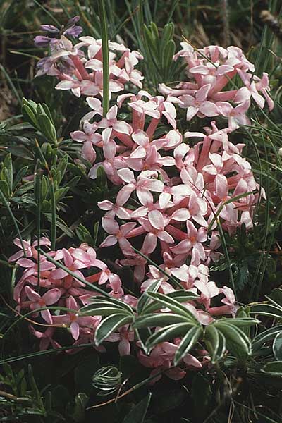 Daphne striata \ Kahles Steinrschen / Striped Daphne, A Hahntennjoch 15.7.1987