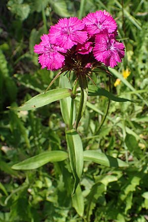 Dianthus barbatus \ Bart-Nelke / Sweet William, A Koralpe, Gressenberg 3.7.2022