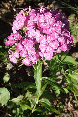 Dianthus barbatus \ Bart-Nelke / Sweet William, A Koralpe, Gressenberg 3.7.2022
