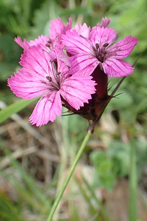Dianthus carthusianorum subsp. latifolius \ Breitbl&auml;ttrige Kart&auml;user-Nelke / Wide-Leaved Carthusian Pink, A K&auml;rnten/Carinthia, St. Paul im Lavanttal 16.5.2016