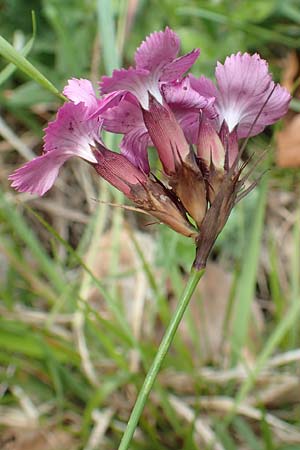 Dianthus carthusianorum subsp. latifolius \ Breitbl&auml;ttrige Kart&auml;user-Nelke / Wide-Leaved Carthusian Pink, A K&auml;rnten/Carinthia, St. Paul im Lavanttal 16.5.2016