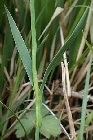 Dianthus carthusianorum subsp. latifolius \ Breitbl&auml;ttrige Kart&auml;user-Nelke / Wide-Leaved Carthusian Pink, A K&auml;rnten/Carinthia, St. Paul im Lavanttal 16.5.2016