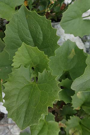 Doronicum columnae \ Herzblttrige Gmswurz / Heart-Leaved Leopard's-Bane, Eastern Leopard's-Bane, A Osttirol, Porze 13.7.2019