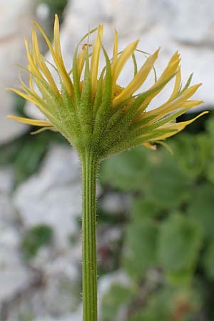 Doronicum columnae \ Herzblttrige Gmswurz / Heart-Leaved Leopard's-Bane, Eastern Leopard's-Bane, A Osttirol, Porze 13.7.2019