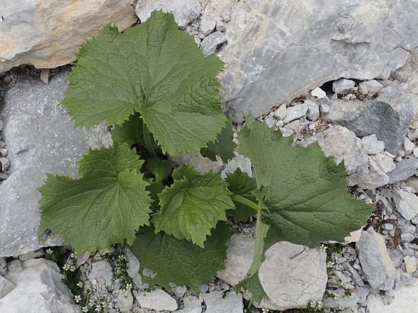Doronicum columnae \ Herzblttrige Gmswurz / Heart-Leaved Leopard's-Bane, Eastern Leopard's-Bane, A Osttirol, Porze 13.7.2019