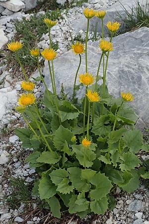 Doronicum columnae \ Herzblttrige Gmswurz / Heart-Leaved Leopard's-Bane, Eastern Leopard's-Bane, A Osttirol, Porze 13.7.2019