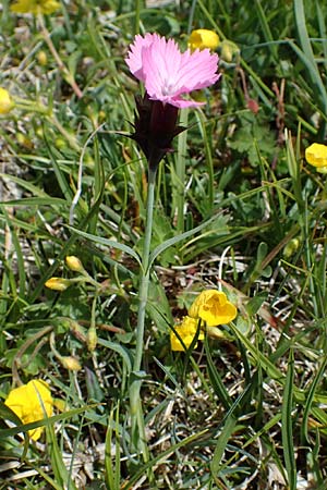 Dianthus carthusianorum subsp. carthusianorum \ Kartuser-Nelke / Carthusian Pink, A Wölzer Tauern, Kleiner Zinken 26.6.2021