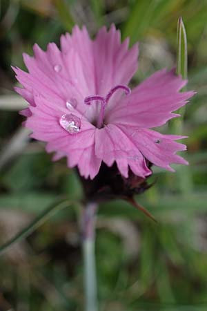 Dianthus carthusianorum subsp. carthusianorum \ Kartuser-Nelke / Carthusian Pink, A Wölzer Tauern, Kleiner Zinken 26.6.2021