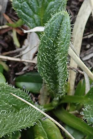 Doronicum glaciale \ Gletscher-Gmswurz / Glacier Leopard's-Bane, A Wölzer Tauern, Hoher Zinken 26.6.2021