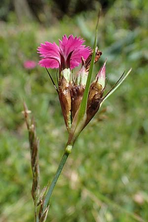 Dianthus carthusianorum subsp. capillifrons \ Schmalblttrige Kartuser-Nelke, Serpentin-Kartuser-Nelke / Serpentine Carthusian Pink, A Kraubath (Mur) 27.6.2021