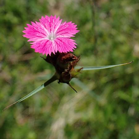 Dianthus carthusianorum subsp. capillifrons \ Schmalblttrige Kartuser-Nelke, Serpentin-Kartuser-Nelke / Serpentine Carthusian Pink, A Kraubath (Mur) 27.6.2021