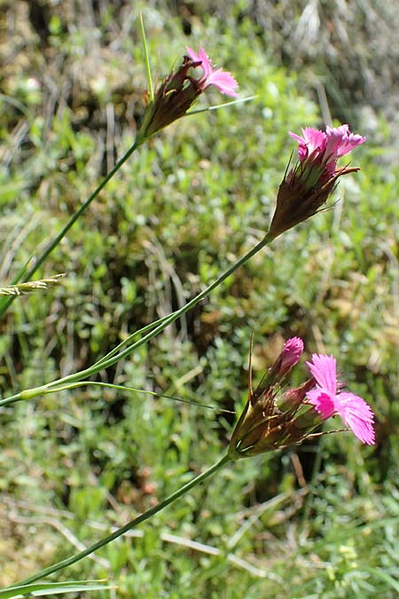 Dianthus carthusianorum subsp. capillifrons \ Schmalblttrige Kartuser-Nelke, Serpentin-Kartuser-Nelke / Serpentine Carthusian Pink, A Kraubath (Mur) 27.6.2021