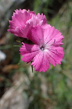 Dianthus carthusianorum subsp. capillifrons \ Schmalblttrige Kartuser-Nelke, Serpentin-Kartuser-Nelke / Serpentine Carthusian Pink, A Kraubath (Mur) 27.6.2021