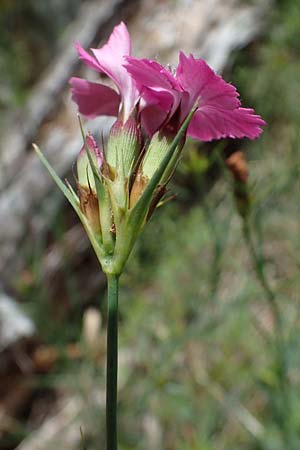Dianthus carthusianorum subsp. capillifrons \ Schmalblttrige Kartuser-Nelke, Serpentin-Kartuser-Nelke / Serpentine Carthusian Pink, A Kraubath (Mur) 27.6.2021