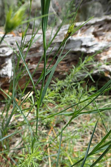 Dianthus carthusianorum subsp. capillifrons \ Schmalblttrige Kartuser-Nelke, Serpentin-Kartuser-Nelke / Serpentine Carthusian Pink, A Kraubath (Mur) 27.6.2021