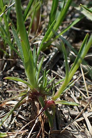Dianthus pontederae \ Pannonische Nelke / Hungarian Pink, A Seewinkel, Podersdorf 9.5.2022