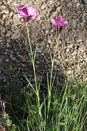 Dianthus carthusianorum subsp. carthusianorum \ Kartuser-Nelke / Carthusian Pink, A Trenchtling 6.7.2024