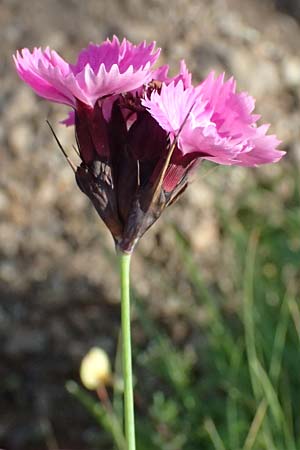 Dianthus carthusianorum subsp. carthusianorum \ Kartuser-Nelke / Carthusian Pink, A Trenchtling 6.7.2024